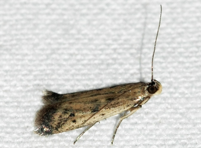 I.D. of this microlepidoptera?